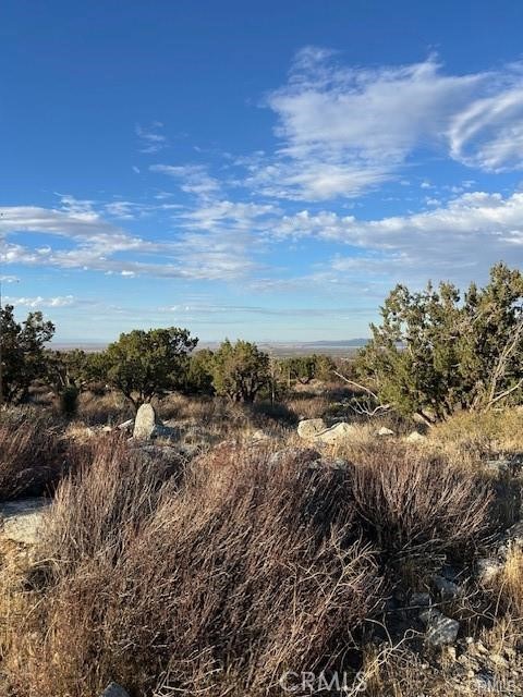 0 Yucca
