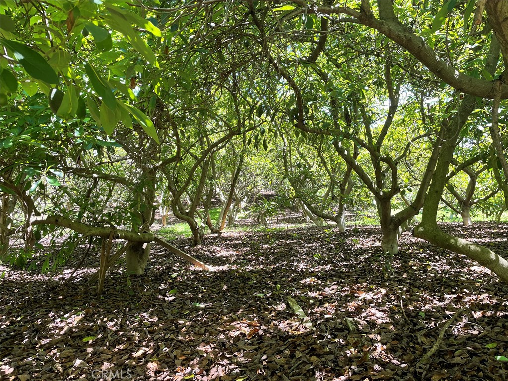 Parcel 4, 933-120-019 - Certified Organic Grove in De Luz. Discover a great opportunity to own a certified organic grove in the desirable No Homeowners Association area of De Luz. This expansive 9.63 -acre property boasts an impressive, estimated count of 1000 +/- avocado trees, and 20+/- miscellaneous fruit trees. The grove features an existing 1.5-inch water meter, ensuring ample irrigation for your crops. With gentle topography, you'll find several ideal potential homesite locations to build your dream home amidst the picturesque surroundings. The property is partially fenced for added convenience and security, and it's easy to show with access from gate on Los Gatos Rd. Additionally, the contiguous (3) parcels are also for sale, Parcel 1, 933-120-016, and Parcel 3, 933-120-018. Easy to show, contact an agent today for maps and more information. Owner may finance.