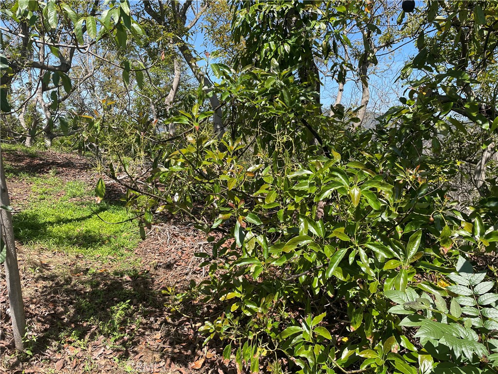 4 Los Gatos Road