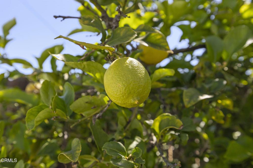 Brookhaven - 4005 - Residential