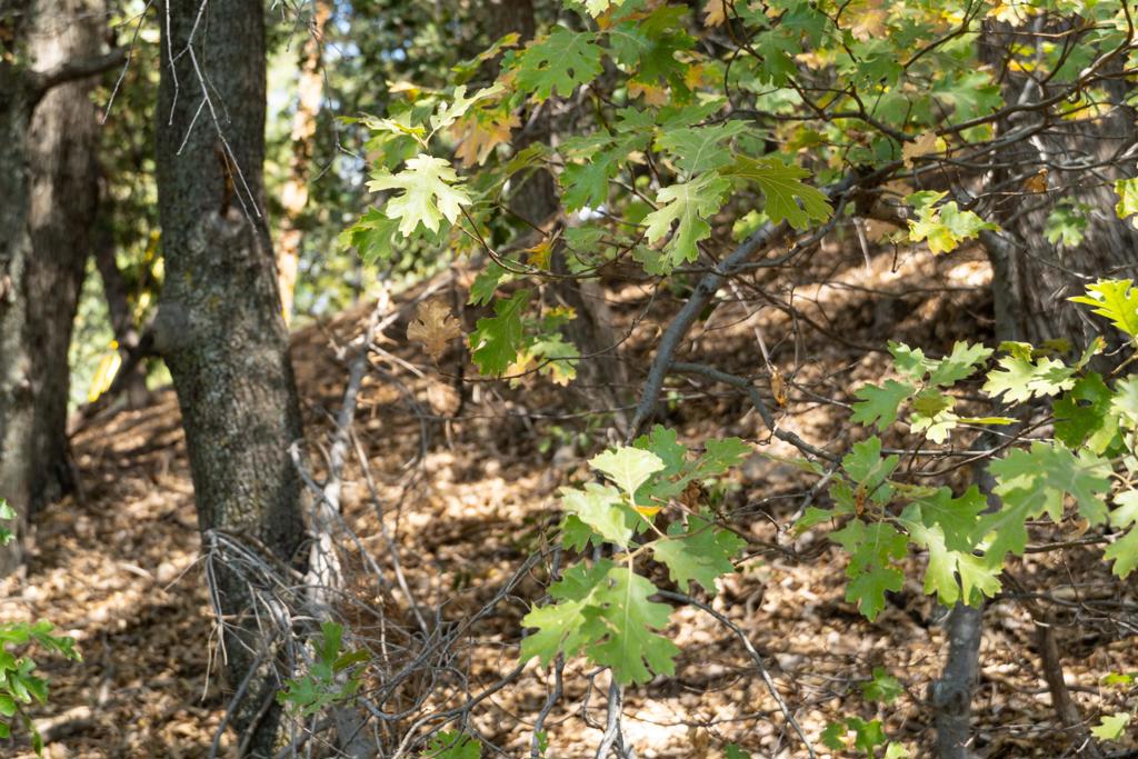 Not Applicable-1 - Land