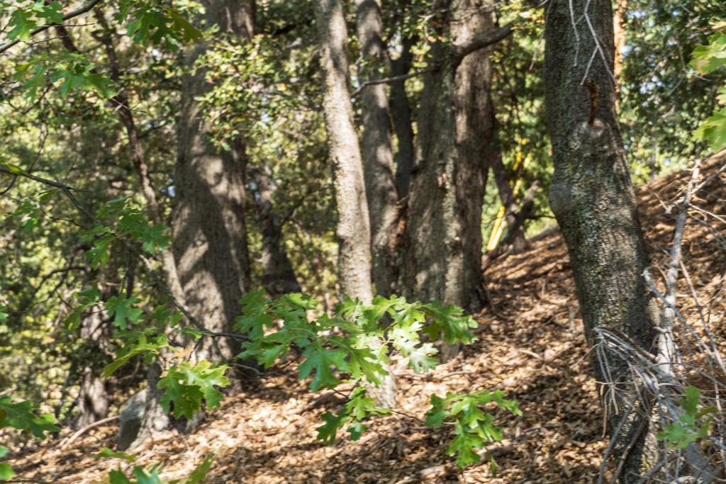 Not Applicable-1 - Land