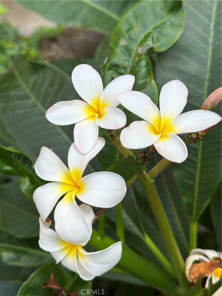 Villa Warner (VWAR) - Residential Lease