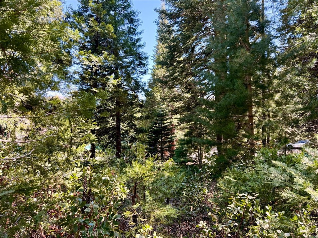 7631 Forest