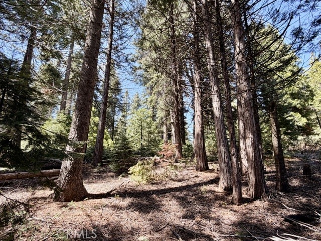 7631 Forest