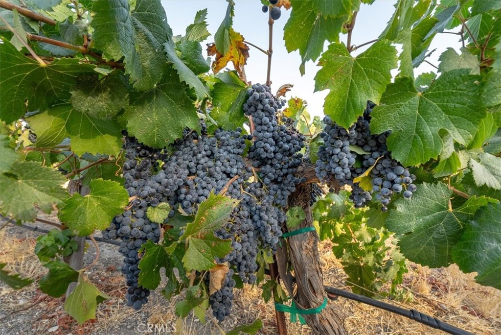 PR Rural West(250) - Residential