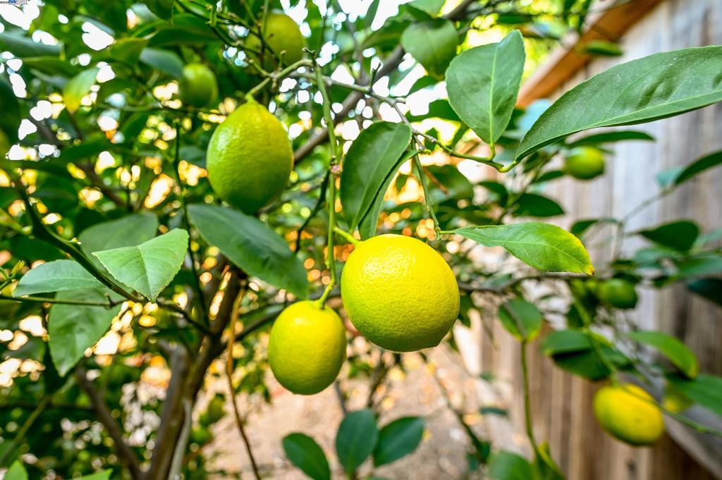 TOWN AND COUNTRY - Residential