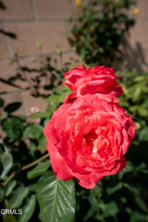 Tiny photo for 2474 Kimberly Avenue, Camarillo, CA 93010 (MLS # V1-34695)