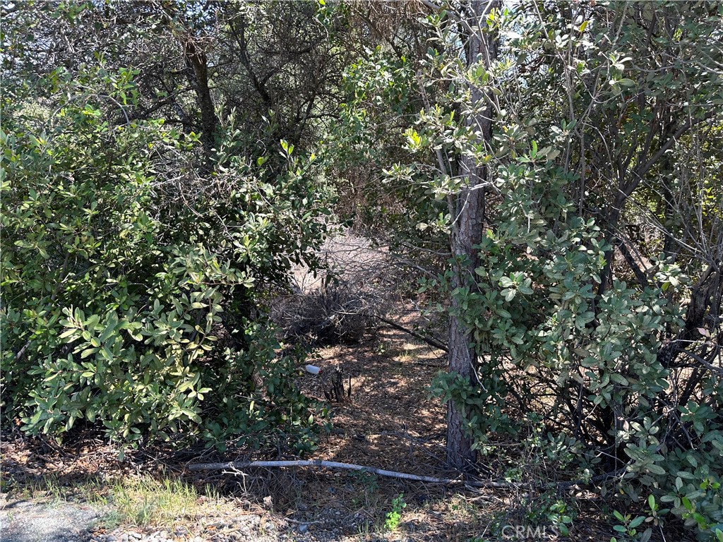 12361 Cerrito