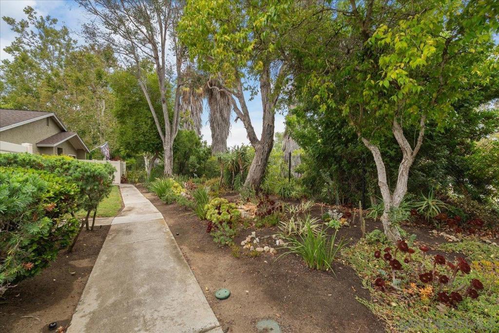 13669 Sycamore Tree
