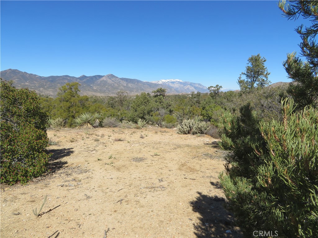 155 Lot #155 Buckthorn