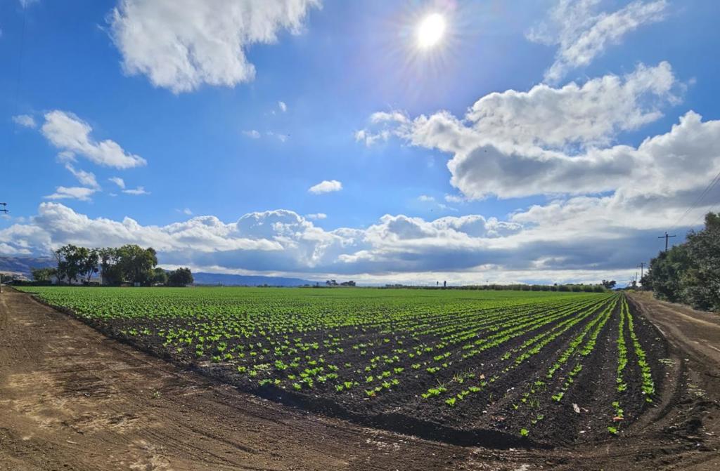 Rare Investment Opportunity in Gilroy! Income-producing 40+/- acres (not in Williamson Act) with three contiguous parcels sold together: APNs 835-15-001, 835-15-002, 835-15-003. Value is in the landno value assigned to the two residences (permit status & age unknown). All tenants wish to stay. 38 farmable acres leased through 11/30/2026. Two long-term residential tenants on month-to-month leases. Newer 2022 well serves the entire property. Prime Santa Clara County location! Borders Gilroy city limits to the west, adjacent to Saint Louise Regional Hospital, and near Gilroy Premium Outlets and freeway access. The flat, usable land may offer potential for various uses, such as vineyards, equestrian facilities, or continued farming. Buyer to verify suitability for intended use. As-is sale.