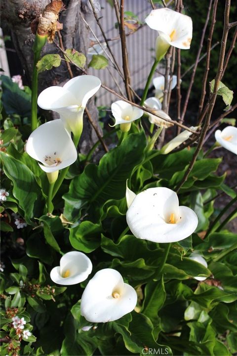 Tiny photo for 1909 Pineridge Dr, Cambria, CA 93428 (MLS # SC26045846)