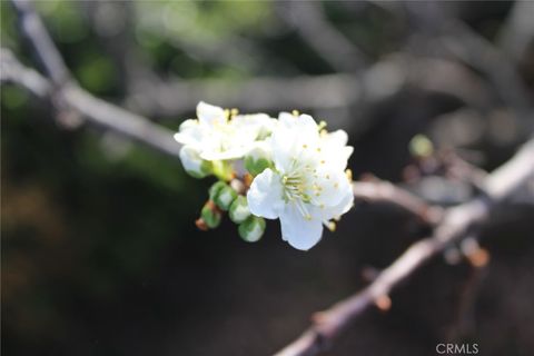 Tiny photo for 1909 Pineridge Dr, Cambria, CA 93428 (MLS # SC26045846)