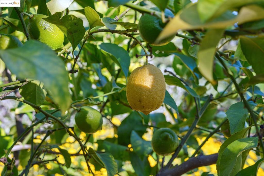 CONCORD - Residential