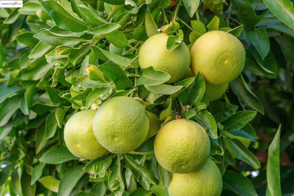 CONCORD - Residential