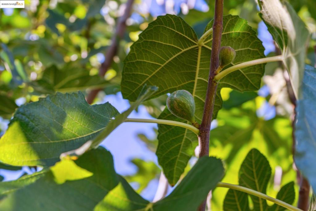 CONCORD - Residential