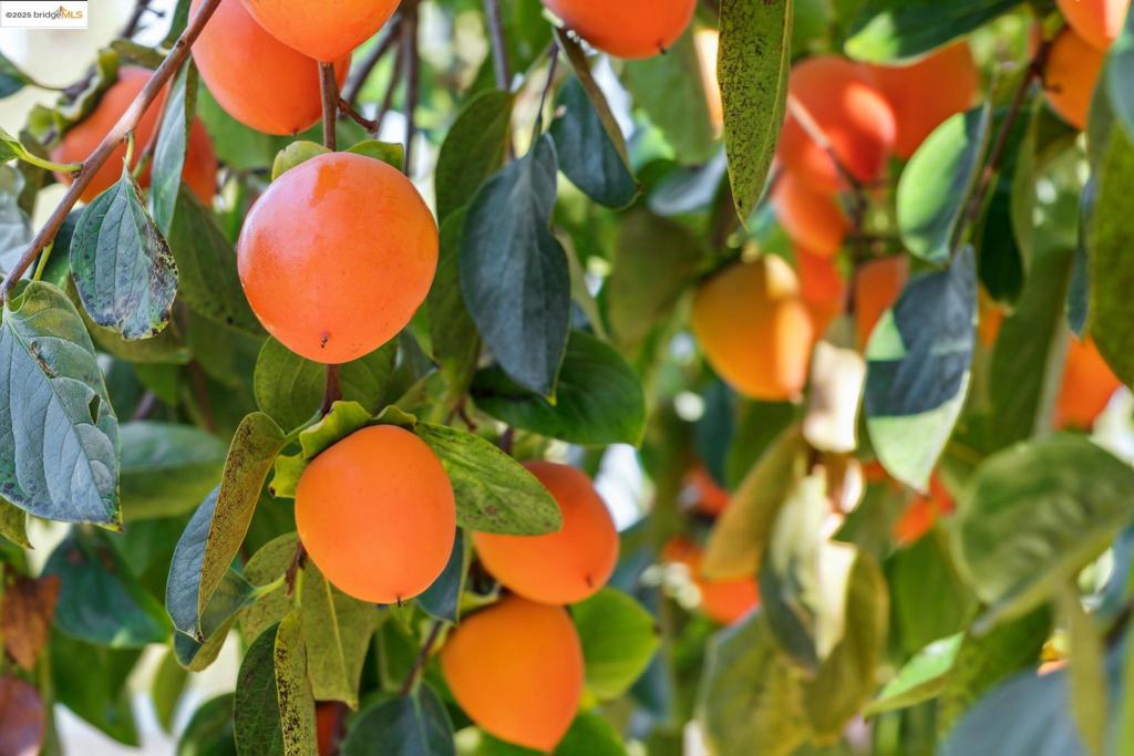 CONCORD - Residential