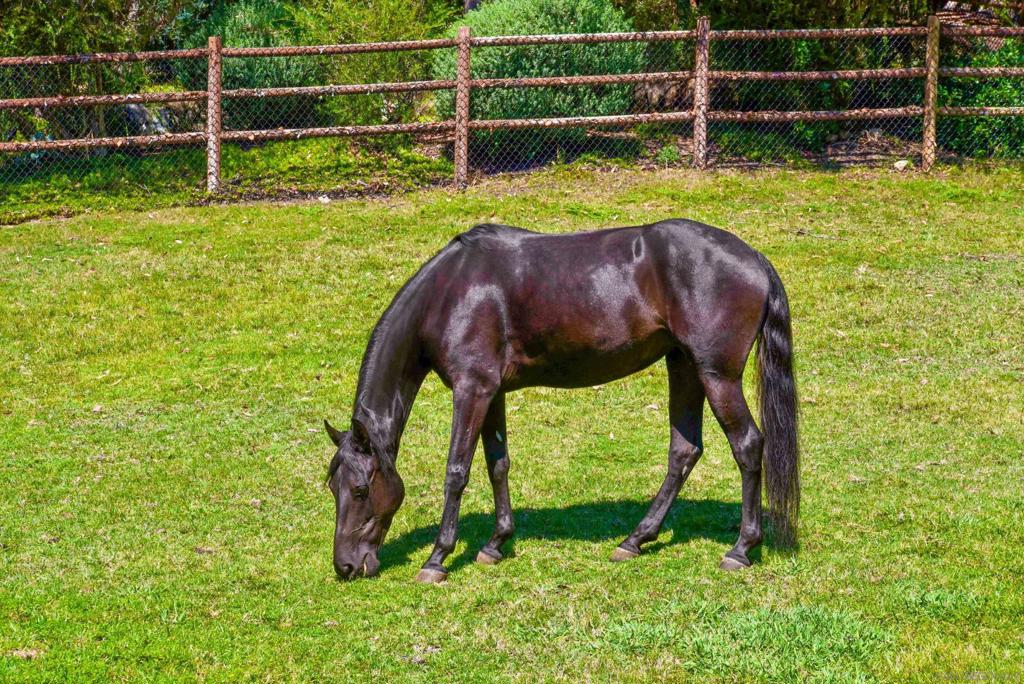 Rancho Santa Fe - Residential