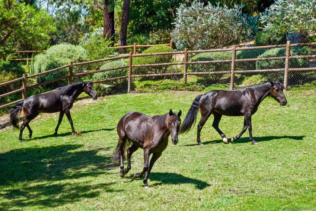 Rancho Santa Fe - Residential