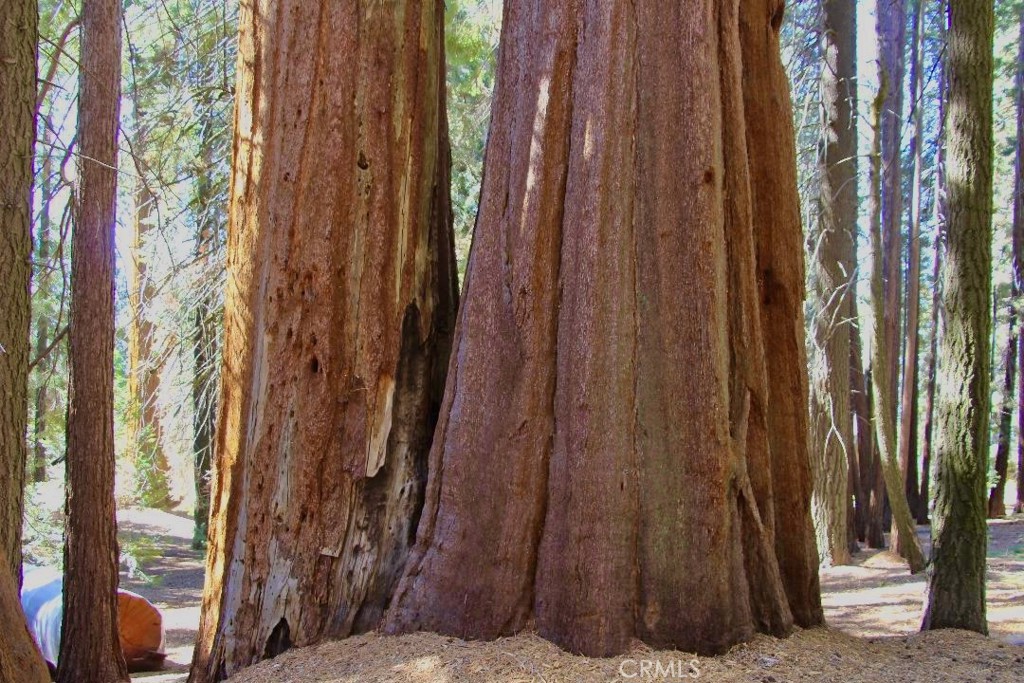 54584 Ponderosa Drive