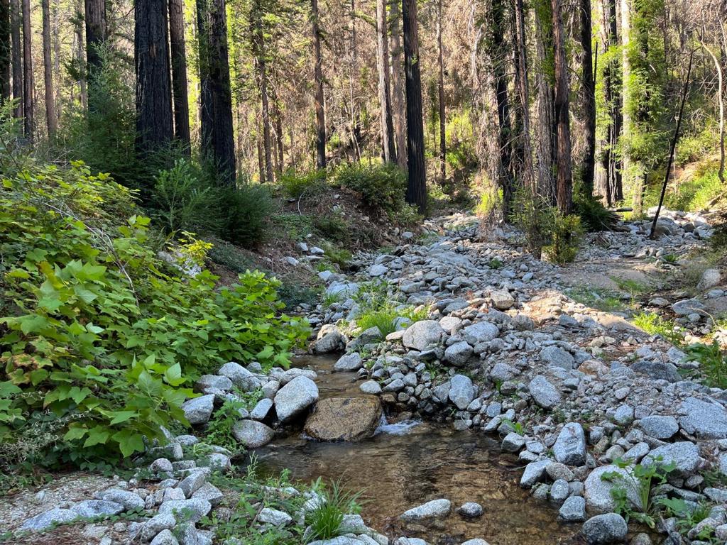 Foreman Creek cheerily babbles by this flourishing double lot of nearly half an acre of tall trees, green grass, and rare creek access. The parcel size is .40, so a little less than 1/2 an acre, and at present, the County Environmental Health Dept. requires the lot size to be at least 1 acre minimum for residential development. Explore purchasing a neighboring property, combining the lots to meet the current zoning requirements, and building your dream home overlooking the serene creek. Imagine performing some tree work and making it into a private creekside park. Consider investing in the future if the county changes its size requirements. It has been in the family since the 60s, near downtown Boulder Creek's delicious dining, boutique shopping, and friendly and thriving community.