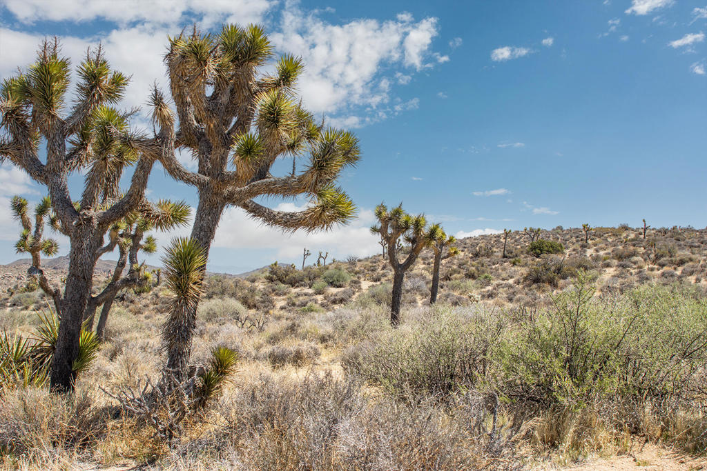 Not Applicable-1 - Land