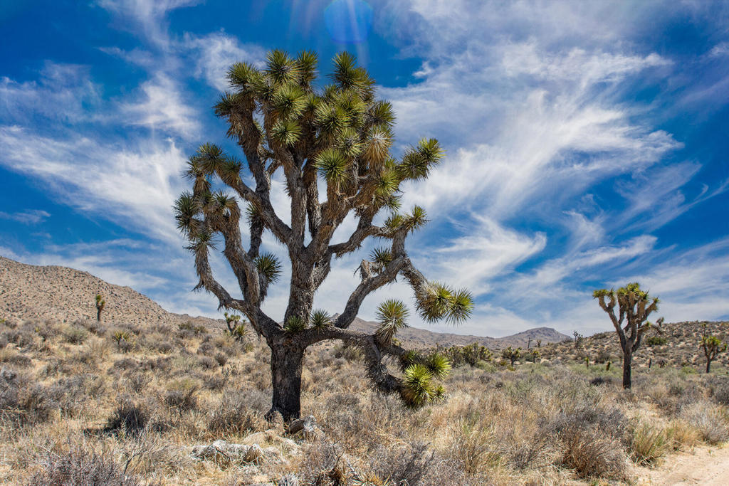 Not Applicable-1 - Land