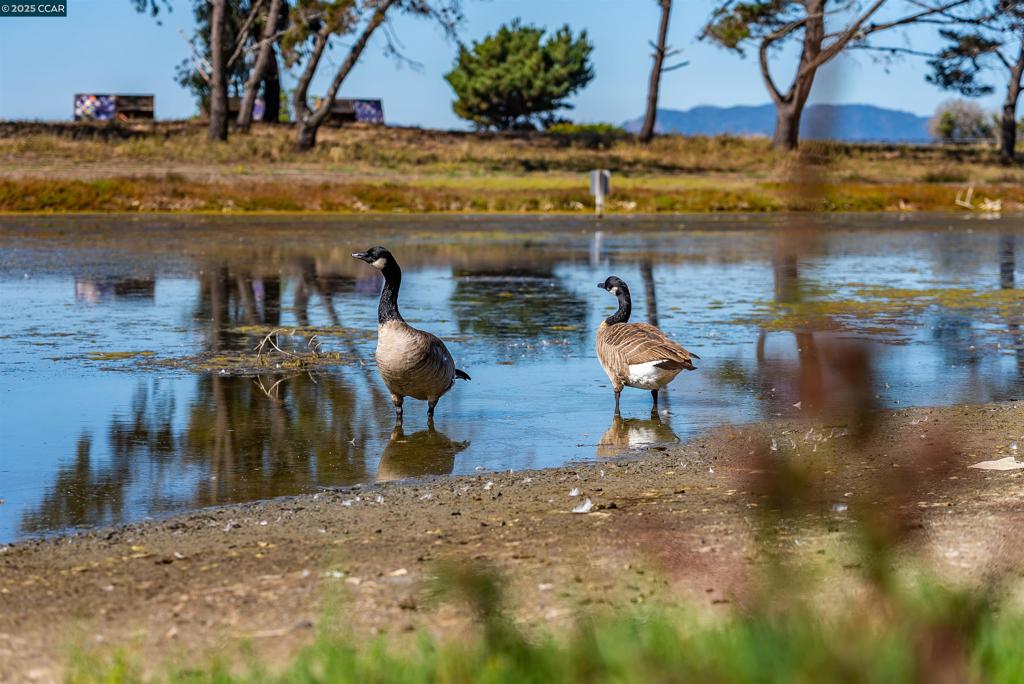 POINT RICHMOND - Residential