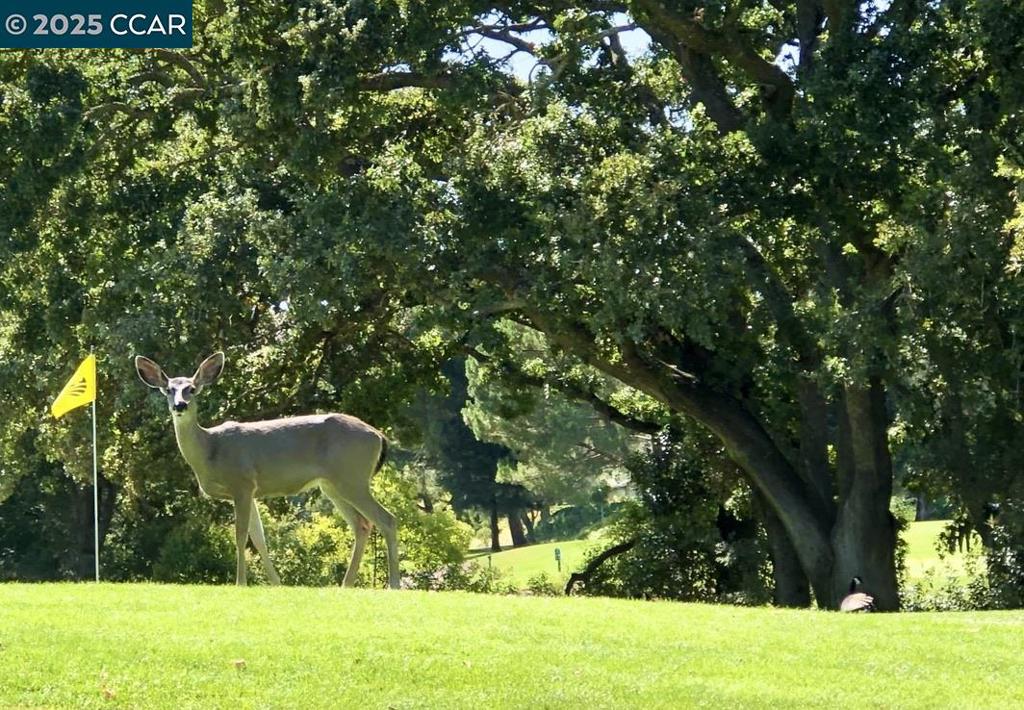 ROSSMOOR - Residential