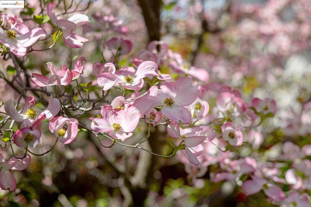 CLAREMONT - Residential