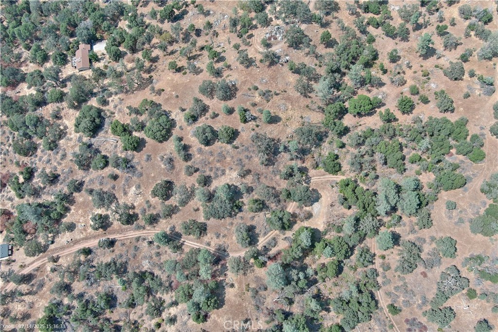 20 Bull Pine