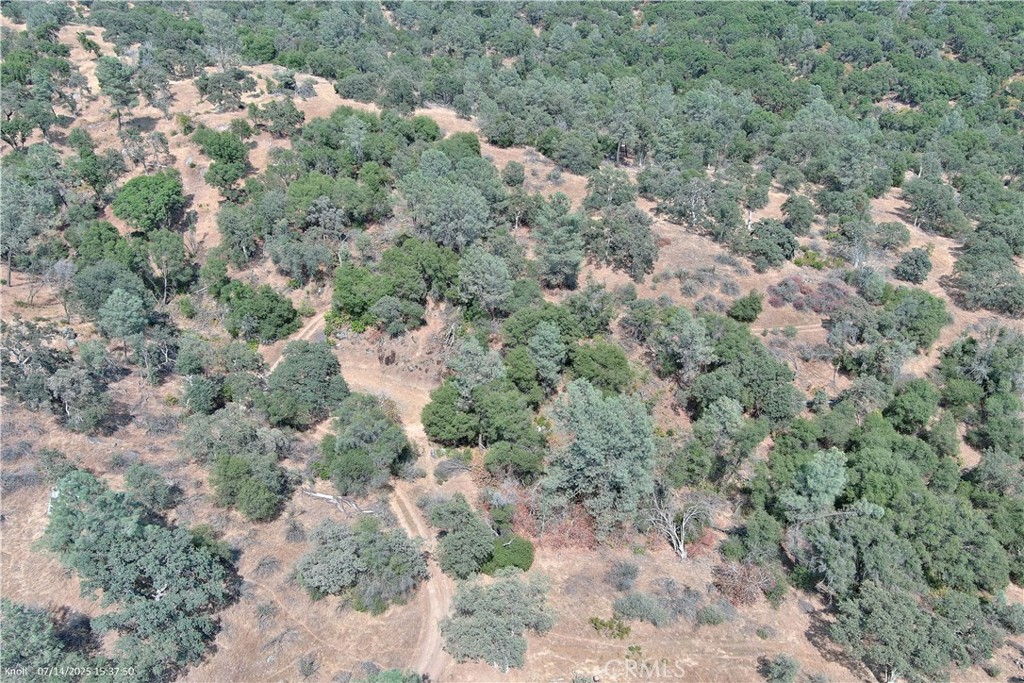 20 Bull Pine