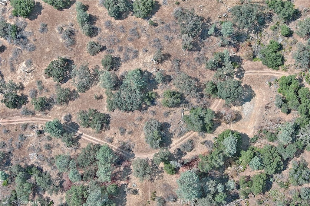 20 Bull Pine