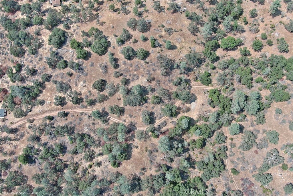 20 Bull Pine