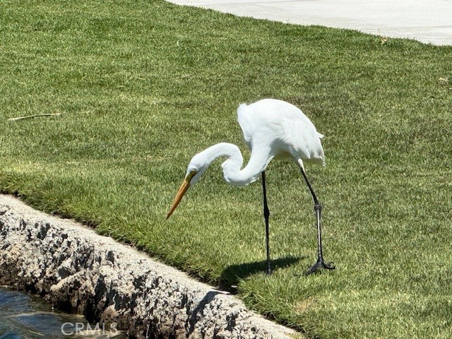 Dahlia (DHLA) - Residential