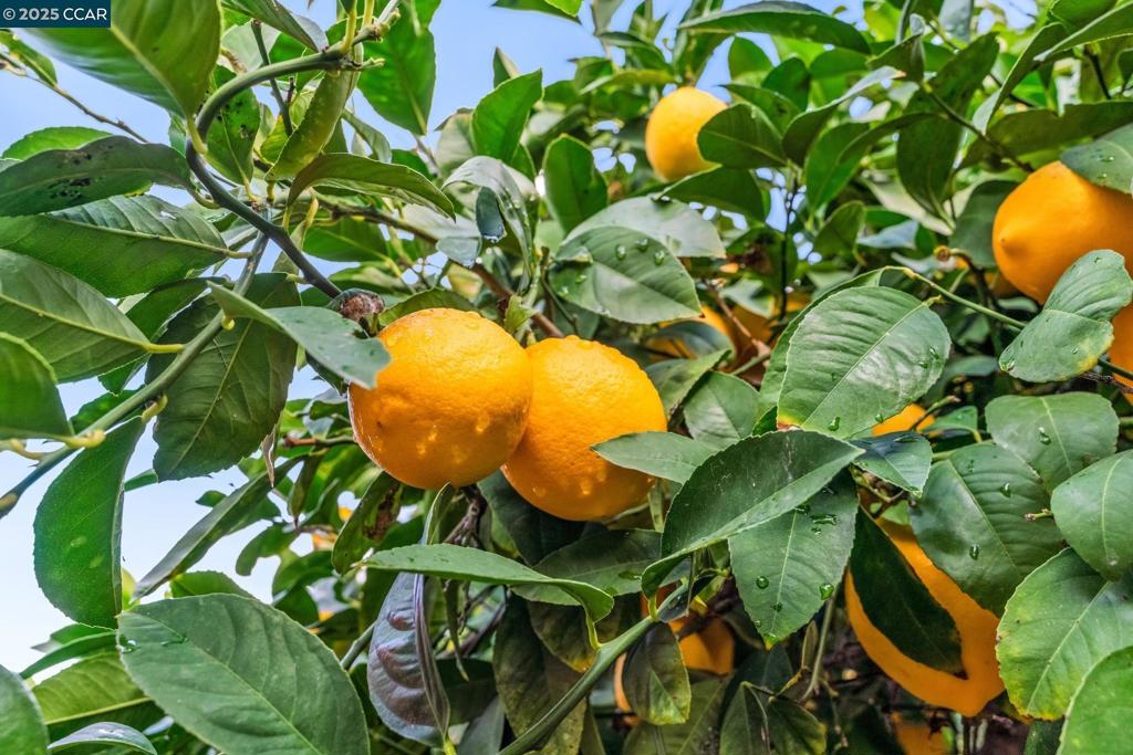 OAKLEY - Residential