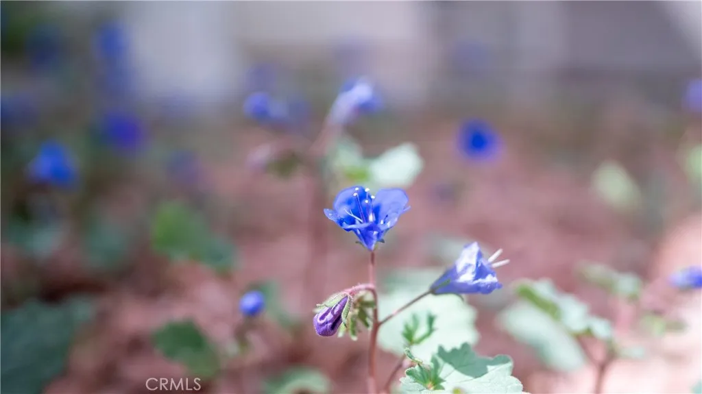 Pinon Hills, California 92372, United States, 4 Bedrooms Bedrooms, ,2 BathroomsBathrooms,Residential,Active,205787