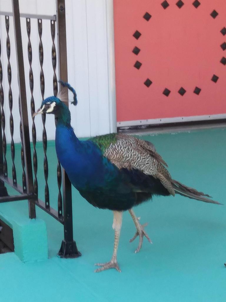 Not Applicable-1 - Manufactured In Park