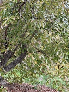 Valley Center - Land