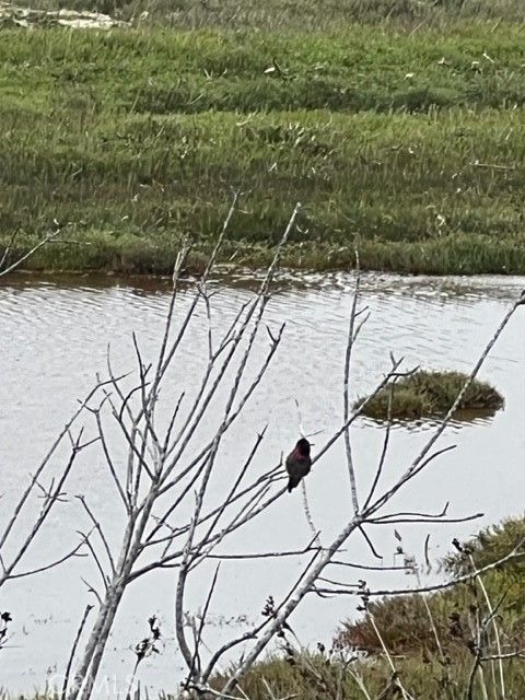 Tiny photo for 224 Butte Drive, Los Osos, CA 93402 (MLS # PI25156457)