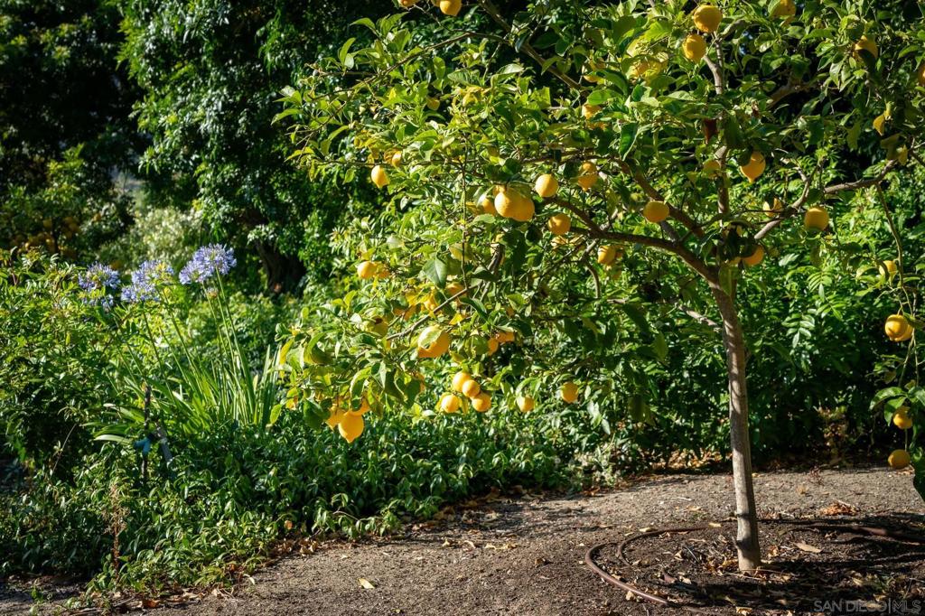 Rancho Santa Fe - Residential