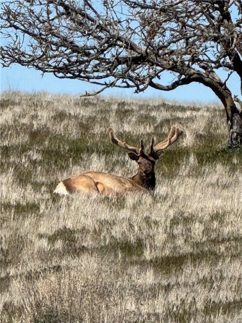 Tiny photo for 8050 Bitterwater Road, Shandon, CA 93461 (MLS # SC25108698)
