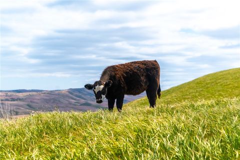 Tiny photo for 8050 Bitterwater Road, Shandon, CA 93461 (MLS # SC25108698)