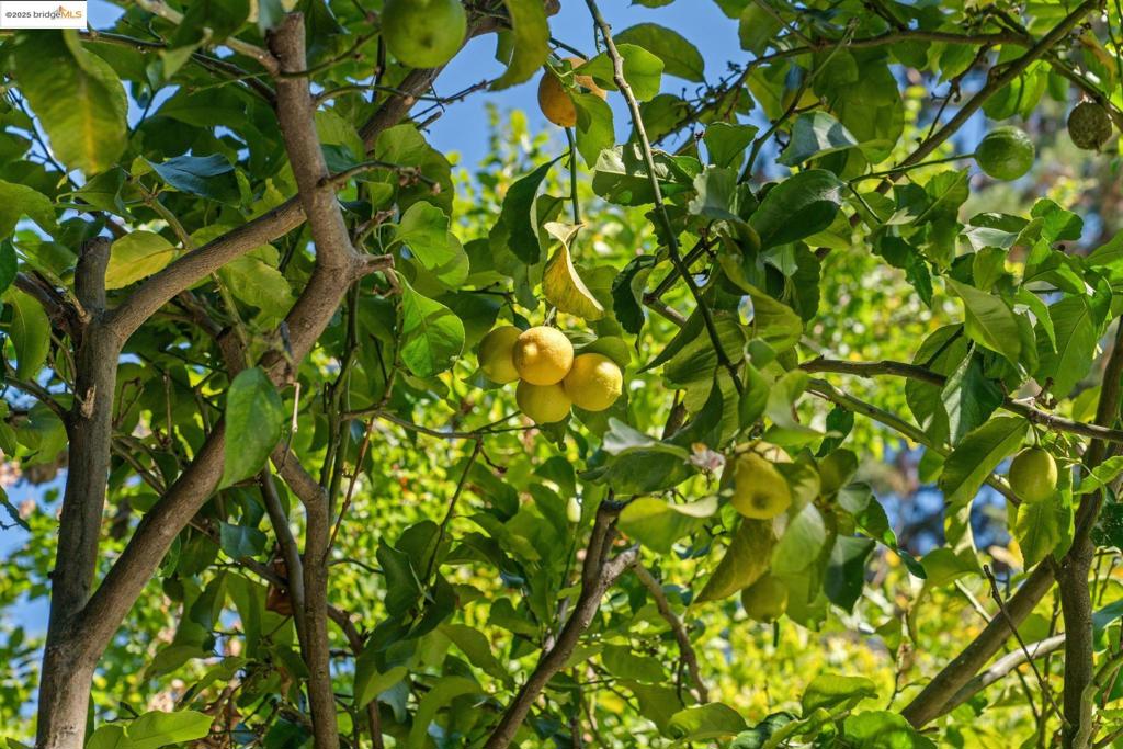 MONTCLAIR - Residential