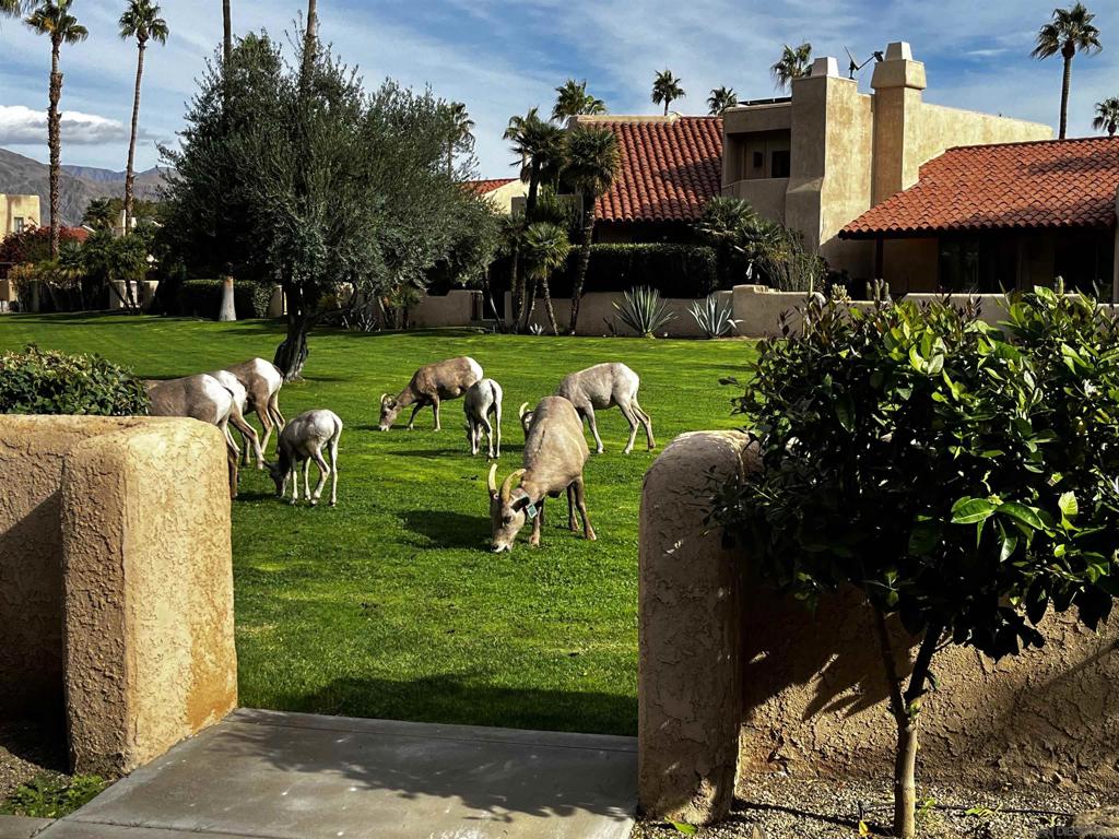 Borrego Springs - Residential