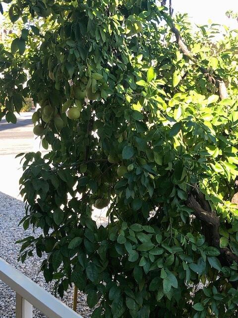 Royal Palms - Manufactured In Park