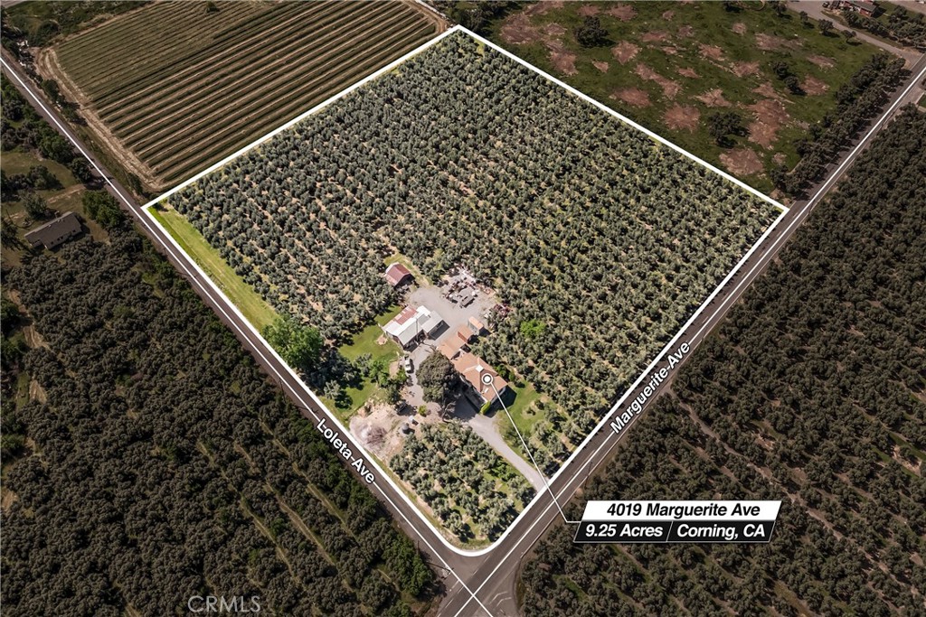 Charming 1920s Home on 9+ Acres with Producing Olive Trees
Welcome to this timeless 1920s home, proudly owned and cared for by the same family for over 50 years. Nestled on a scenic 9.17-acre corner lot, this unique property offers a rare blend of country charm, agricultural potential, and proximity to city conveniences.
The land features mature, producing olive trees, beautifully maintained grounds, and flood irrigation supported by a newer agricultural well—ideal for farming or hobby agriculture.
The home itself has been thoughtfully expanded over the years. Inside, you'll find four bedrooms (one currently used as an office with a skylight), updated bathrooms, a remodeled kitchen, and a spacious permitted family room. A large storage room, also permitted (per seller), offers potential for additional living space, workshop, or hobby area.
Outdoors, the property boasts multiple outbuildings of various sizes, a small animal pen, and a structure previously used as sleeping quarters—giving you even more options for use and customization.
Located just outside the city limits, you’ll enjoy peace and privacy without sacrificing access to schools, shopping, and everyday amenities.
Whether you're dreaming of a family homestead, a mini farm, or simply more space to spread out, or subdivide for investment, this property delivers.
Don’t miss this opportunity—contact your Realtor today to schedule a private showing! Sellers very motivated bring all offers.