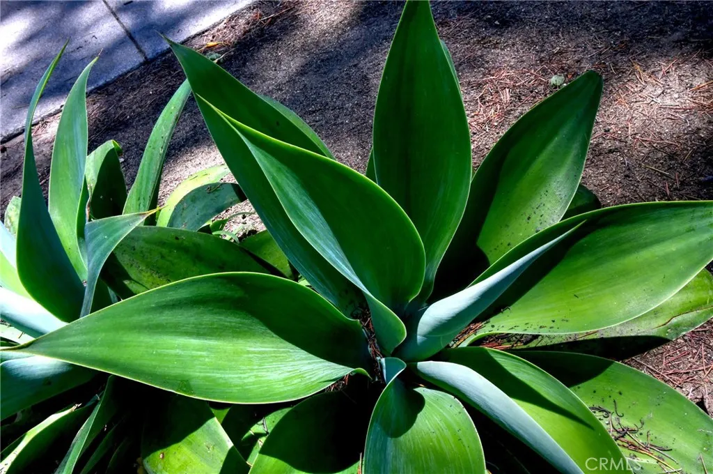 Culver City, California 90232, United States, 4 Bedrooms Bedrooms, ,4 BathroomsBathrooms,Residential,Active,181225