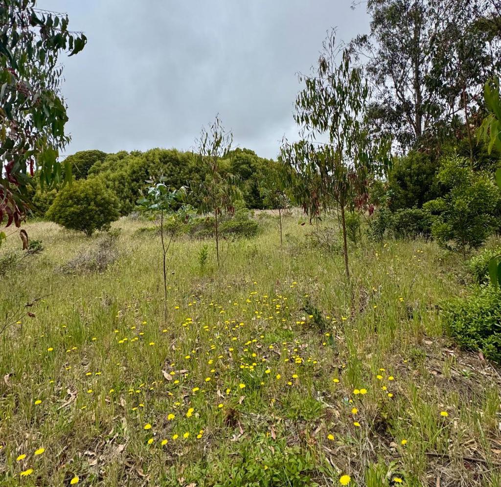 Unimproved lot off of Redondo Beach Rd; south of downtown HMB, west of Hwy 1. Bonita Ave is a paper street; exact location of lot not marked, no utilities. Investment property for possible future development. Buyers to do their own due diligence; contact City of Half Moon Bay with any questions regarding planning and development..